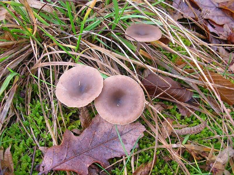 Pseudoclitocybe obbata    (Fr.)     Singer
